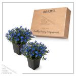 Live Lithodora 2-Pack – Blue – Evergreen Groundcover Perennial, Spring Flowers, 6” Tall, 1 Qt Pot