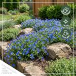 Live Lithodora 2-Pack – Blue – Evergreen Groundcover Perennial, Spring Flowers, 6” Tall, 1 Qt Pot