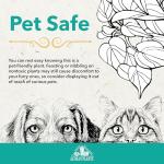 Variegated Portulacaria Elephant Bush Succulent Plant Hanging Basket, Pet Friendly Live Indoor Plants & Succulents, Real Houseplant, Non-Toxic Houseplants for Home or Office