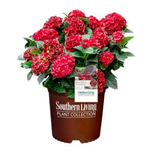2 Gallon Southern Living Plant Collection Hydrangea Heart Throb Shrub