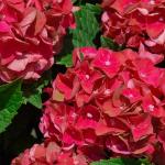 2 Gallon Southern Living Plant Collection Hydrangea Heart Throb Shrub