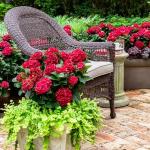 2 Gallon Southern Living Plant Collection Hydrangea Heart Throb Shrub