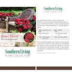 2 Gallon Southern Living Plant Collection Hydrangea Heart Throb Shrub