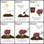 2 Gallon Southern Living Plant Collection Hydrangea Heart Throb Shrub