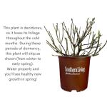 2 Gallon Southern Living Plant Collection Hydrangea Heart Throb Shrub