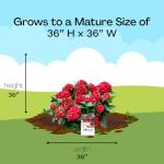 2 Gallon Southern Living Plant Collection Hydrangea Heart Throb Shrub