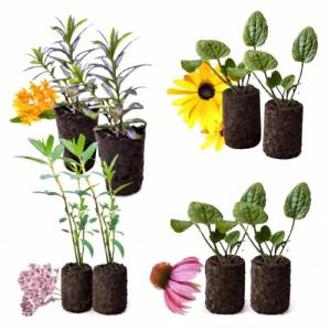 Pollinator Garden Live Plant Collection – 8 Perennial Live Plants | Butterfly Weed, Swamp Milkweed, Purple Coneflower & Black-Eyed Susan | Attract Monarchs, Bees & Hummingbirds | Native Perrenials