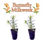 Pollinator Garden Live Plant Collection – 8 Perennial Live Plants | Butterfly Weed, Swamp Milkweed, Purple Coneflower & Black-Eyed Susan | Attract Monarchs, Bees & Hummingbirds | Native Perrenials