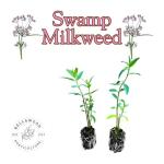 Pollinator Garden Live Plant Collection – 8 Perennial Live Plants | Butterfly Weed, Swamp Milkweed, Purple Coneflower & Black-Eyed Susan | Attract Monarchs, Bees & Hummingbirds | Native Perrenials