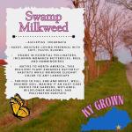 Pollinator Garden Live Plant Collection – 8 Perennial Live Plants | Butterfly Weed, Swamp Milkweed, Purple Coneflower & Black-Eyed Susan | Attract Monarchs, Bees & Hummingbirds | Native Perrenials