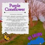 Pollinator Garden Live Plant Collection – 8 Perennial Live Plants | Butterfly Weed, Swamp Milkweed, Purple Coneflower & Black-Eyed Susan | Attract Monarchs, Bees & Hummingbirds | Native Perrenials