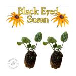 Pollinator Garden Live Plant Collection – 8 Perennial Live Plants | Butterfly Weed, Swamp Milkweed, Purple Coneflower & Black-Eyed Susan | Attract Monarchs, Bees & Hummingbirds | Native Perrenials