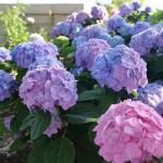 Proven Winners 2 Gal. Let's Dance Skyview Hydrangea Shrub