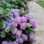Proven Winners 2 Gal. Let's Dance Skyview Hydrangea Shrub