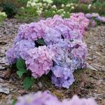 Proven Winners 2 Gal. Let's Dance Skyview Hydrangea Shrub