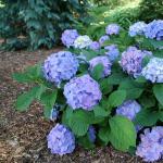 Proven Winners 2 Gal. Let's Dance Skyview Hydrangea Shrub