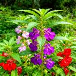 CarpetC 300+ Balsam Seeds for Planting, Shade-Loving Annual with Long Blooms, Impatiens balsamina Non-GMO Heirloom Long-Lasting Color for Garden Borders, Containers and Hanging Baskets