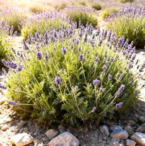 Seeds Fern-Leaf Egyptian Lavender Lavandula Multifida 100+ Seeds Lace Fernleaf Lavender