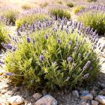 Seeds Fern-Leaf Egyptian Lavender Lavandula Multifida 100+ Seeds Lace Fernleaf Lavender
