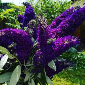 Black-Purple Butterfly Bush Live Shrub Plant Shrub, Buddleia Bush Well Rooted, 5 to 10 Inc Tall
