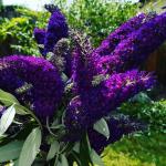 Black-Purple Butterfly Bush Live Shrub Plant Shrub, Buddleia Bush Well Rooted, 5 to 10 Inc Tall