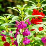 CarpetC 300+ Balsam Seeds for Planting, Shade-Loving Annual with Long Blooms, Impatiens balsamina Non-GMO Heirloom Long-Lasting Color for Garden Borders, Containers and Hanging Baskets