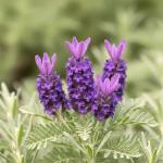 Seeds Fern-Leaf Egyptian Lavender Lavandula Multifida 100+ Seeds Lace Fernleaf Lavender