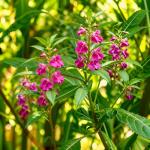 CarpetC 300+ Balsam Seeds for Planting, Shade-Loving Annual with Long Blooms, Impatiens balsamina Non-GMO Heirloom Long-Lasting Color for Garden Borders, Containers and Hanging Baskets