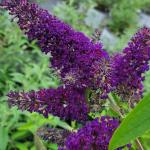 Black-Purple Butterfly Bush Live Shrub Plant Shrub, Buddleia Bush Well Rooted, 5 to 10 Inc Tall