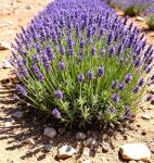 Seeds Fern-Leaf Egyptian Lavender Lavandula Multifida 100+ Seeds Lace Fernleaf Lavender