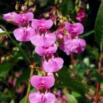 CarpetC 300+ Balsam Seeds for Planting, Shade-Loving Annual with Long Blooms, Impatiens balsamina Non-GMO Heirloom Long-Lasting Color for Garden Borders, Containers and Hanging Baskets