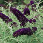 Black-Purple Butterfly Bush Live Shrub Plant Shrub, Buddleia Bush Well Rooted, 5 to 10 Inc Tall