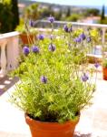 Seeds Fern-Leaf Egyptian Lavender Lavandula Multifida 100+ Seeds Lace Fernleaf Lavender