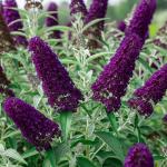 Black-Purple Butterfly Bush Live Shrub Plant Shrub, Buddleia Bush Well Rooted, 5 to 10 Inc Tall