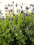 Seeds Fern-Leaf Egyptian Lavender Lavandula Multifida 100+ Seeds Lace Fernleaf Lavender