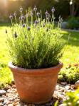 Seeds Fern-Leaf Egyptian Lavender Lavandula Multifida 100+ Seeds Lace Fernleaf Lavender