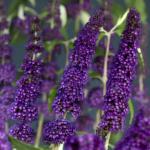 Black-Purple Butterfly Bush Live Shrub Plant Shrub, Buddleia Bush Well Rooted, 5 to 10 Inc Tall