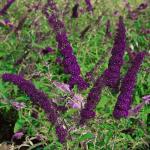 Black-Purple Butterfly Bush Live Shrub Plant Shrub, Buddleia Bush Well Rooted, 5 to 10 Inc Tall