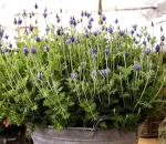 Seeds Fern-Leaf Egyptian Lavender Lavandula Multifida 100+ Seeds Lace Fernleaf Lavender
