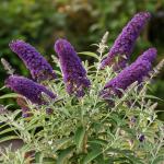 Black-Purple Butterfly Bush Live Shrub Plant Shrub, Buddleia Bush Well Rooted, 5 to 10 Inc Tall