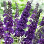 Black-Purple Butterfly Bush Live Shrub Plant Shrub, Buddleia Bush Well Rooted, 5 to 10 Inc Tall