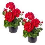 Live Flowering Zonal Geraniums - Red (2 Plants Per Pack) - Beautiful Spring Flowers - 12" Tall by 5" Wide in 1 Qt Pot