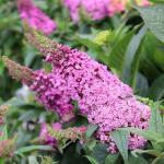 2 Gallon Proven Winners Buddleia Pugster Pinker Shrub