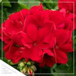 Live Flowering Zonal Geraniums - Red (2 Plants Per Pack) - Beautiful Spring Flowers - 12" Tall by 5" Wide in 1 Qt Pot