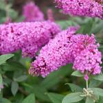 2 Gallon Proven Winners Buddleia Pugster Pinker Shrub