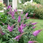 2 Gallon Proven Winners Buddleia Pugster Pinker Shrub