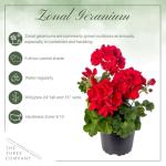Live Flowering Zonal Geraniums - Red (2 Plants Per Pack) - Beautiful Spring Flowers - 12" Tall by 5" Wide in 1 Qt Pot