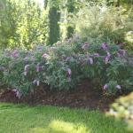 2 Gallon Proven Winners Buddleia Pugster Pinker Shrub