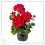 Live Flowering Zonal Geraniums - Red (2 Plants Per Pack) - Beautiful Spring Flowers - 12" Tall by 5" Wide in 1 Qt Pot