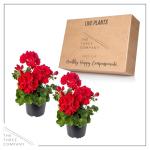 Live Flowering Zonal Geraniums - Red (2 Plants Per Pack) - Beautiful Spring Flowers - 12" Tall by 5" Wide in 1 Qt Pot